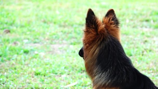 Duitse Herder Hond Intrainingscentrum — Stockvideo