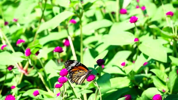 1080P Super Lent Papillon Thaïlandais Dans Les Pâturages Fleurs Roses — Video