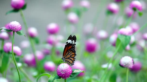 1080P Super Powolny Tajski Motyl Pastwisku Różowe Kwiaty Owady Zewnątrz — Wideo stockowe