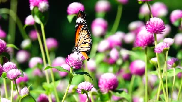 1080P Süper Yavaş Tayland Kelebeği Otlakta Pembe Çiçekler Böcek Doğa — Stok video