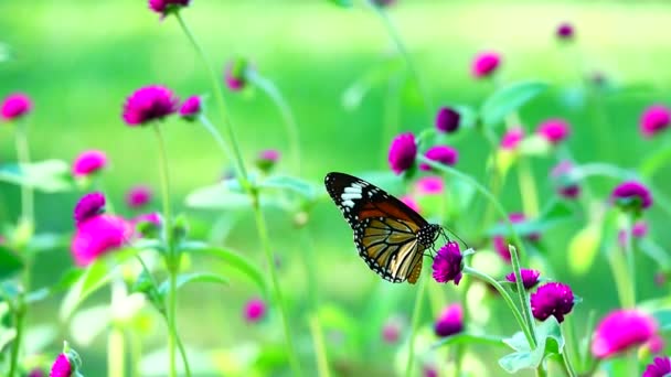 1080P Super Långsam Thailändska Fjäril Betesmark Rosa Blommor Insekt Utomhus — Stockvideo