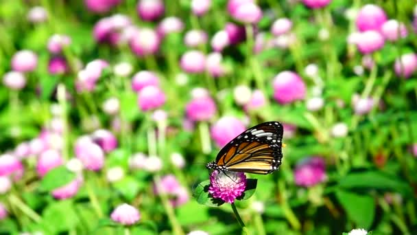 1080超遅いタイ蝶で牧草地ピンクの花昆虫屋外自然 — ストック動画