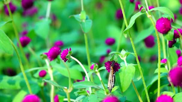 1080P超慢的泰国蝴蝶在草场上的粉色花朵昆虫的户外本性 — 图库视频影像
