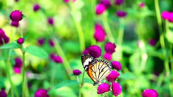 1080P Super Långsam Thailändska Fjäril Betesmark Rosa Blommor Insekt Utomhus — Stockvideo