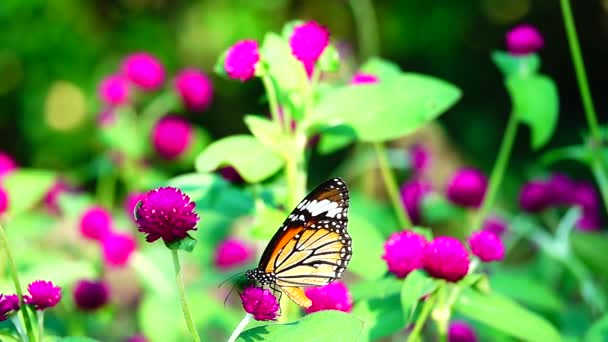 1080P Super Lent Papillon Thaïlandais Dans Les Pâturages Fleurs Roses — Video