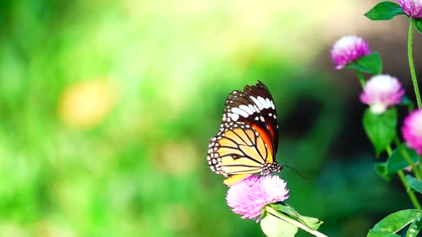 1080P Super Langsam Thai Schmetterling Auf Der Weide Rosa Blumen — Stockvideo