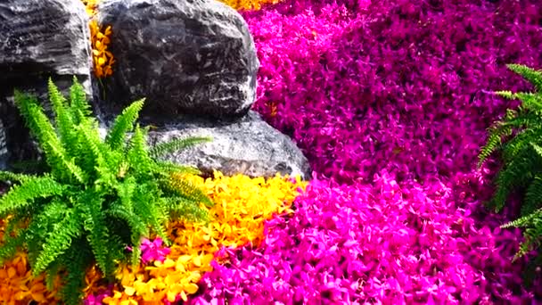 Mooie Geel Roze Orchidee Tuin Natuur Backgoud — Stockvideo