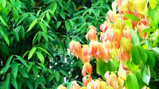 Jeunes Feuilles Roses Dans Forêt Naturelle Printemps — Video