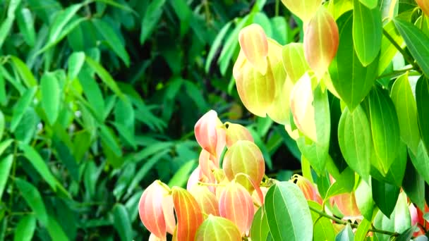 Jeunes Feuilles Roses Dans Forêt Naturelle Printemps — Video