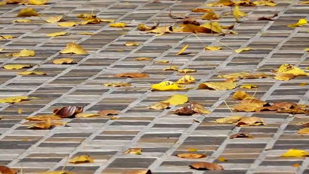 1080P超遅い秋のシーズンを持っていました 黄金の秋の公園地面に落ちた黄色の葉 — ストック動画