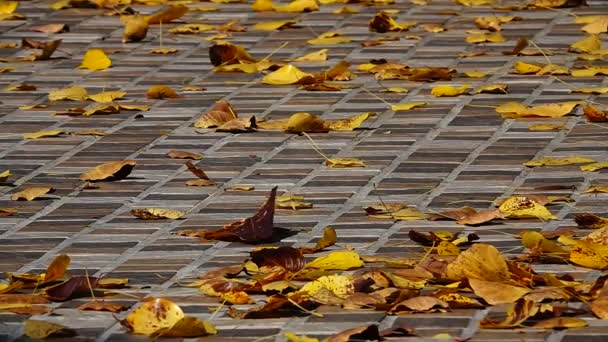 1080p HD super lente saison d'automne. Parc d'automne doré. Feuilles jaunes tombant sur le sol .
