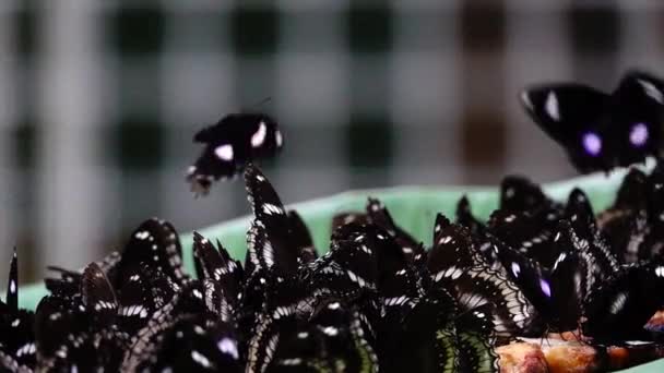 1080 Super Cámara Lenta Tailandesa Hermosa Mariposa Prado Flores Naturaleza — Vídeo de stock