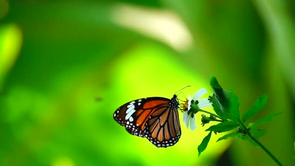 1080超スローモーションを持っていました牧草地の花でタイの美しい蝶自然屋外 — ストック動画