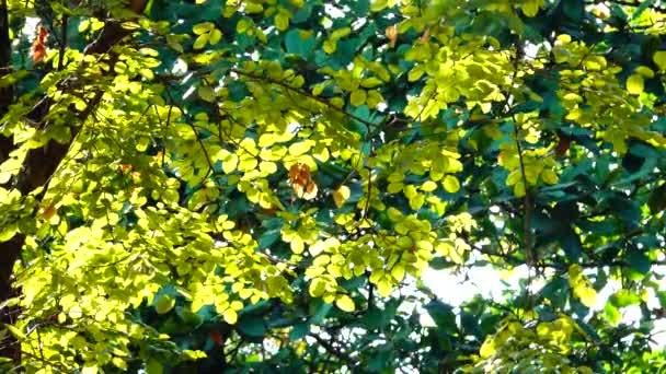 Collectie Van Mooie Kleurrijke Herfstbladeren Groen Geel Oranje Zonsopgang Dag — Stockvideo