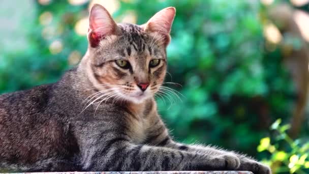 Gelbe Thailändische Katze Auf Dem Tisch Liegend Nahaufnahme Filmmaterial Pet — Stockvideo