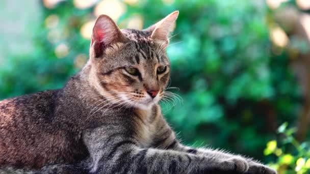 Gelbe Thailändische Katze Auf Dem Tisch Liegend Nahaufnahme Filmmaterial Pet — Stockvideo