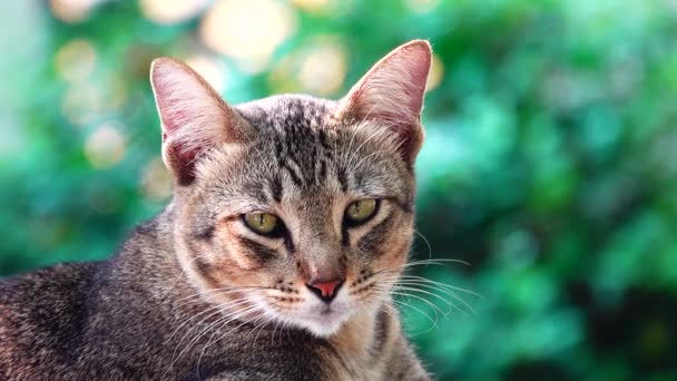 Gelbe Thailändische Katze Auf Dem Tisch Liegend Nahaufnahme Filmmaterial Pet — Stockvideo