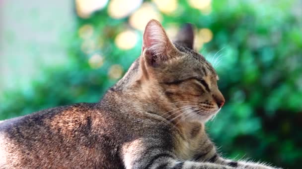 Gelbe Thailändische Katze Auf Dem Tisch Liegend Nahaufnahme Filmmaterial Pet — Stockvideo