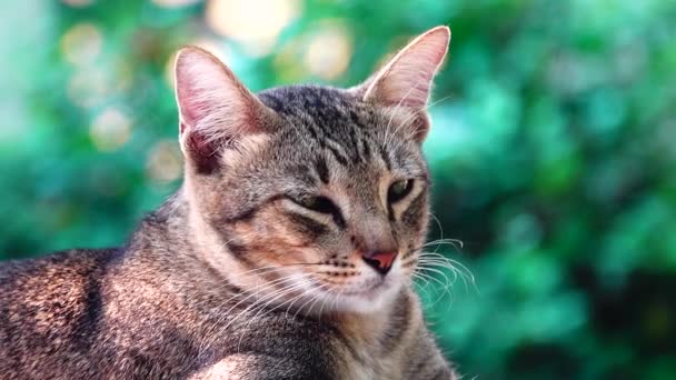 Gelbe Thailändische Katze Auf Dem Tisch Liegend Nahaufnahme Filmmaterial Pet — Stockvideo