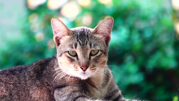 Gato Tailandês Amarelo Deitado Mesa Close Filmagem Pet Fram — Vídeo de Stock