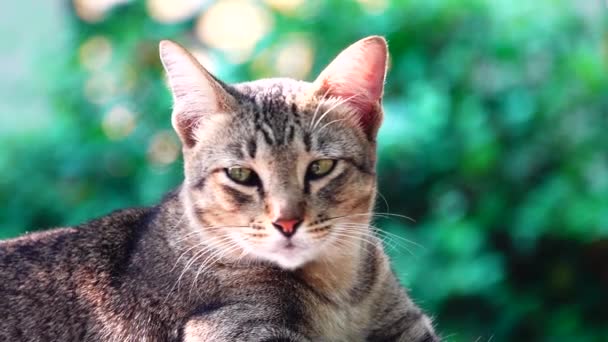 Gato Tailandês Amarelo Deitado Mesa Close Filmagem Pet Fram — Vídeo de Stock