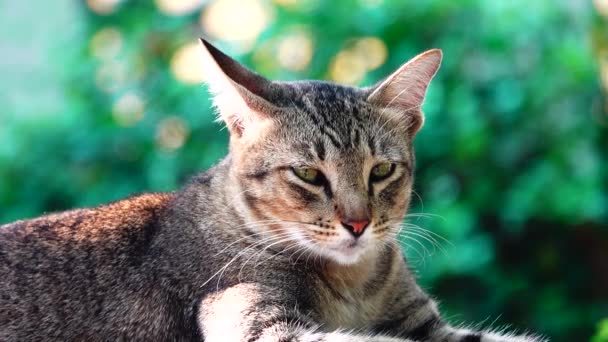 Gelbe Thailändische Katze Auf Dem Tisch Liegend Nahaufnahme Filmmaterial Pet — Stockvideo