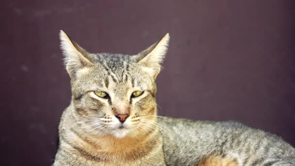 Gatto Tailandese Giallo Sdraiato Sul Tavolo Chiudi Filmato Pet Fram — Video Stock