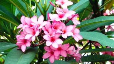  4k Doğa, bir ağaç dalındaki pembe plumeria çiçeğini kapatır. Tropikal bir bahçe. Rüzgarda hareket eden tropikal bir çiçek.