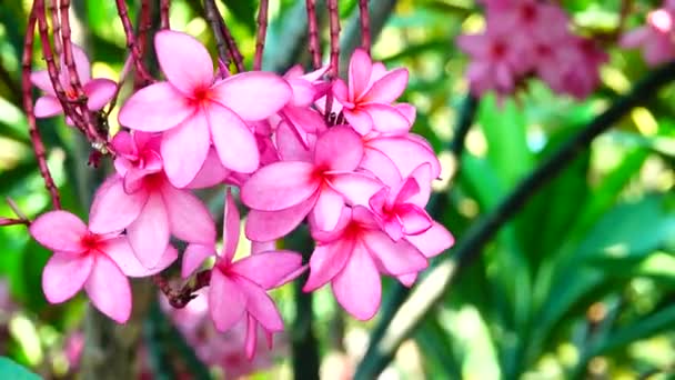 4K大自然把粉红的水仙花紧贴在树枝上热带花园天堂热带花朵迎风飘扬 — 图库视频影像