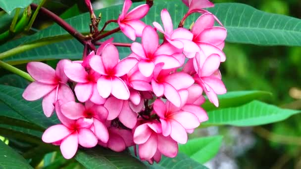 Příroda Zblízka Růžová Plumeria Květ Větvi Stromu Tropické Zahrady Ráj — Stock video