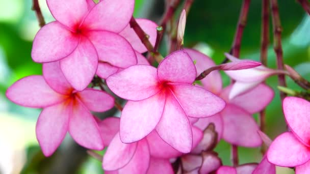 Natura Primo Piano Fiori Plumeria Rosa Ramo Albero Giardino Tropicale — Video Stock