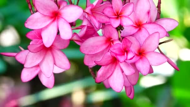 Φύση Γκρο Πλαν Του Ροζ Λουλούδι Plumeria Ένα Κλαδί Δέντρου — Αρχείο Βίντεο