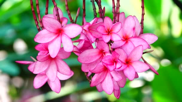 Natur Nahaufnahme Von Rosa Plumeria Blume Auf Einem Baumzweig Tropischer — Stockvideo