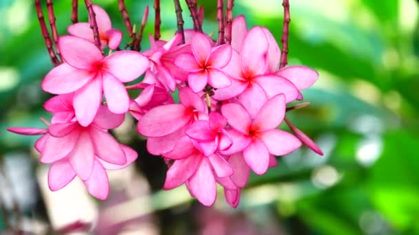 Naturaleza Primer Plano Flor Plumeria Rosa Una Rama Árbol Jardín — Vídeos de Stock