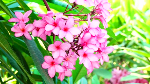 Naturaleza Primer Plano Flor Plumeria Rosa Una Rama Árbol Jardín — Vídeos de Stock