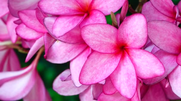 Naturaleza Primer Plano Flor Plumeria Rosa Una Rama Árbol Jardín — Vídeo de stock
