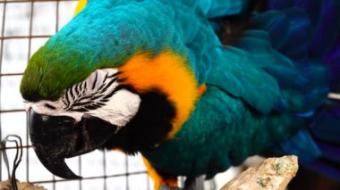4k Mavi ve Sarı Macaw (Ara ararauna) Yakın plan