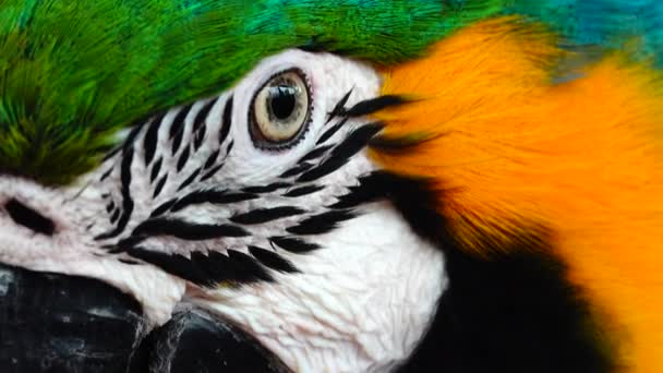 Niebieski Żółty Macaw Ara Ararauna Zbliżenie — Wideo stockowe