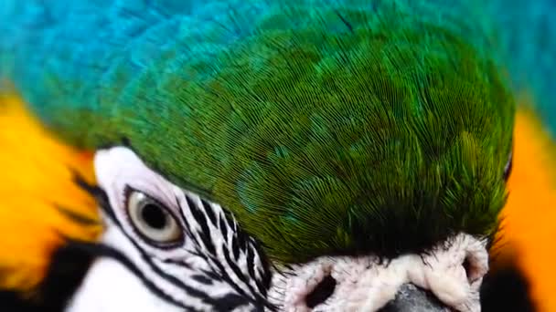 Blå Och Gul Macaw Ara Arauna Närbild — Stockvideo