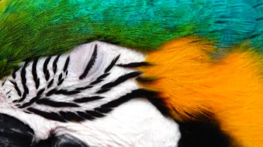 4k Mavi ve Sarı Macaw (Ara ararauna) Yakın plan