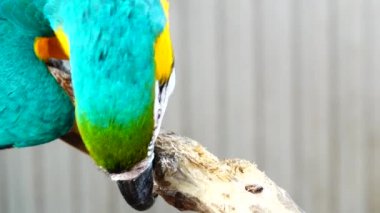 4k Mavi ve Sarı Macaw (Ara ararauna) Yakın plan