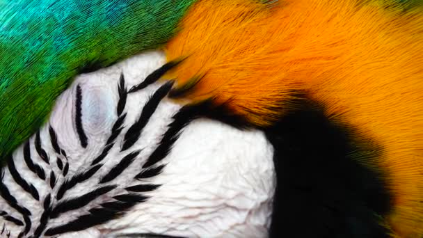 Μπλε Και Κίτρινο Macaw Ara Arauna Closeup — Αρχείο Βίντεο