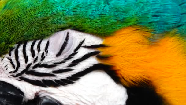 Μπλε Και Κίτρινο Macaw Ara Arauna Closeup — Αρχείο Βίντεο