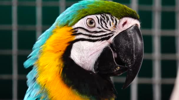 Blue Yellow Macaw Ara Arauna Closeup — Stock video