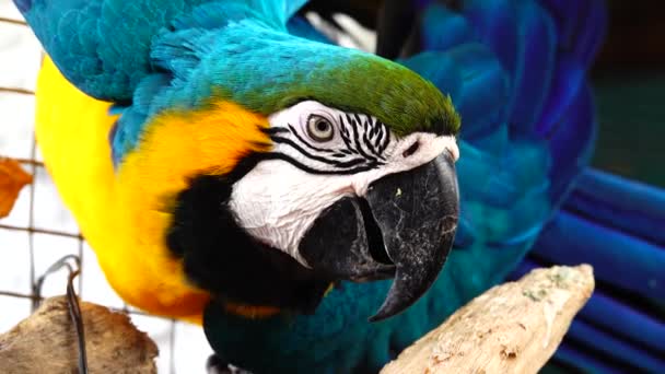 Niebieski Żółty Macaw Ara Ararauna Zbliżenie — Wideo stockowe