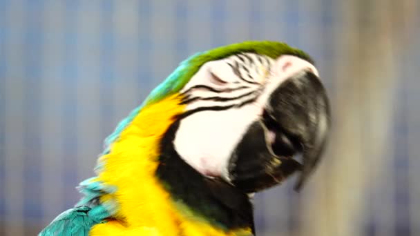 Niebieski Żółty Macaw Ara Ararauna Zbliżenie — Wideo stockowe