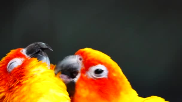 Perico Sol Hermosos Colores Color Amarillo Anaranjado Rojo Aratinga Solstitialis — Vídeos de Stock