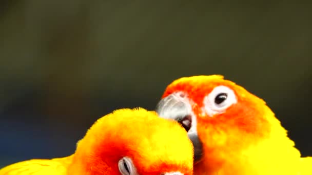 Güneş Papağanı Sarı Turuncu Kırmızı Aratinga Gündönümü Güzel Renkler Tayland — Stok video