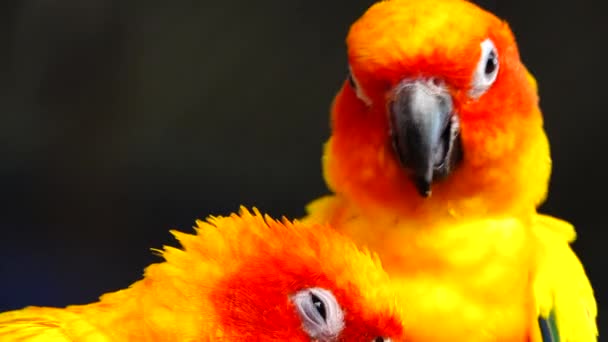 Zon Parkiet Mooie Kleuren Van Geel Oranje Rood Aratinga Solstitialis — Stockvideo