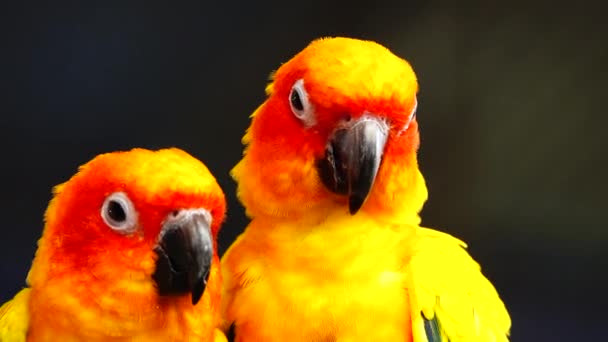 Zon Parkiet Mooie Kleuren Van Geel Oranje Rood Aratinga Solstitialis — Stockvideo